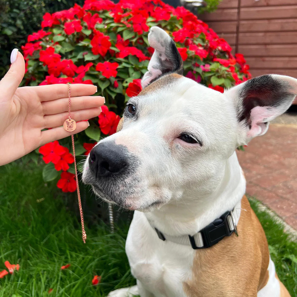 שרשרת דיוקן חיית המחמד